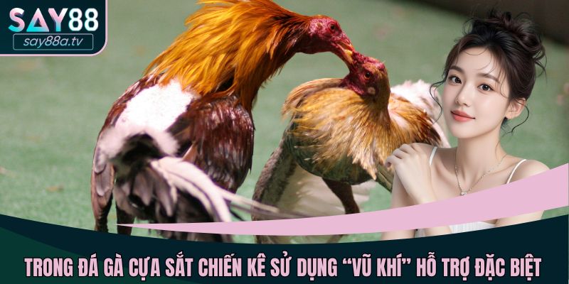 Trong đá gà cựa sắt chiến kê sử dụng “vũ khí” hỗ trợ đặc biệt