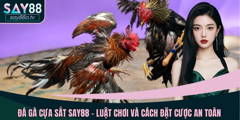 Đá gà cựa sắt