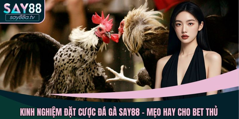 Kinh nghiệm đặt cược đá gà