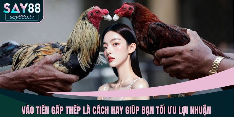 Vào tiền gấp thếp là cách hay giúp bạn tối ưu lợi nhuận