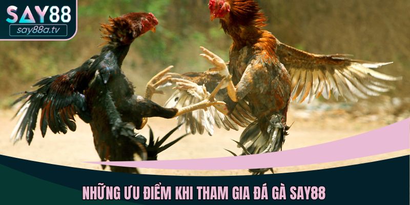 Những ưu điểm khi tham gia đá gà SAY88
